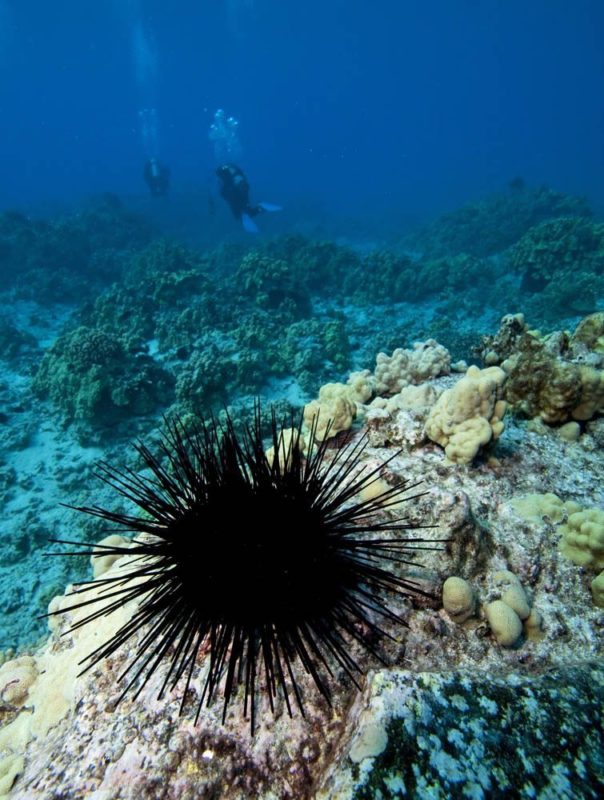 sea-urchin-puncture-injury