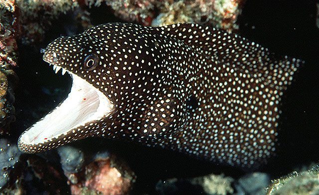 moray-eel-pattern