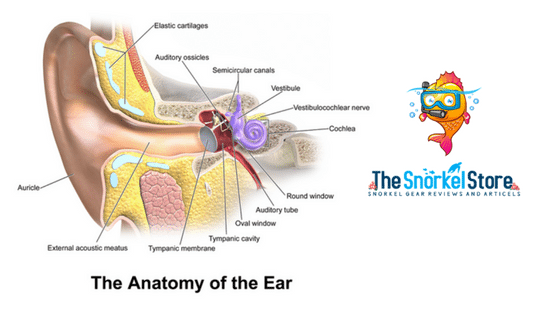 image of the anatomy of a human ear