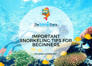 Beginners Snorkeling with Yellow Fish